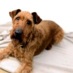 טרייר אירי - Irish Terrier