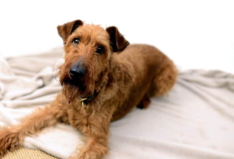 טרייר אירי - Irish Terrier