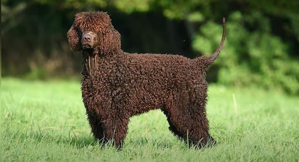 ספניאל מים אירי - Irish Water Spaniel