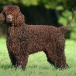 ספניאל מים אירי - Irish Water Spaniel