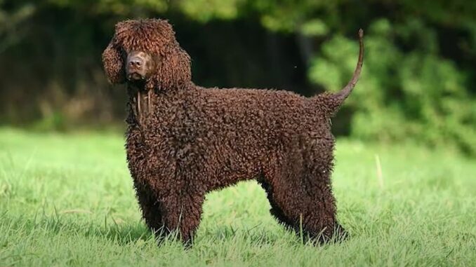 ספניאל מים אירי - Irish Water Spaniel ספניאל מים אירי - Irish Water Spaniel