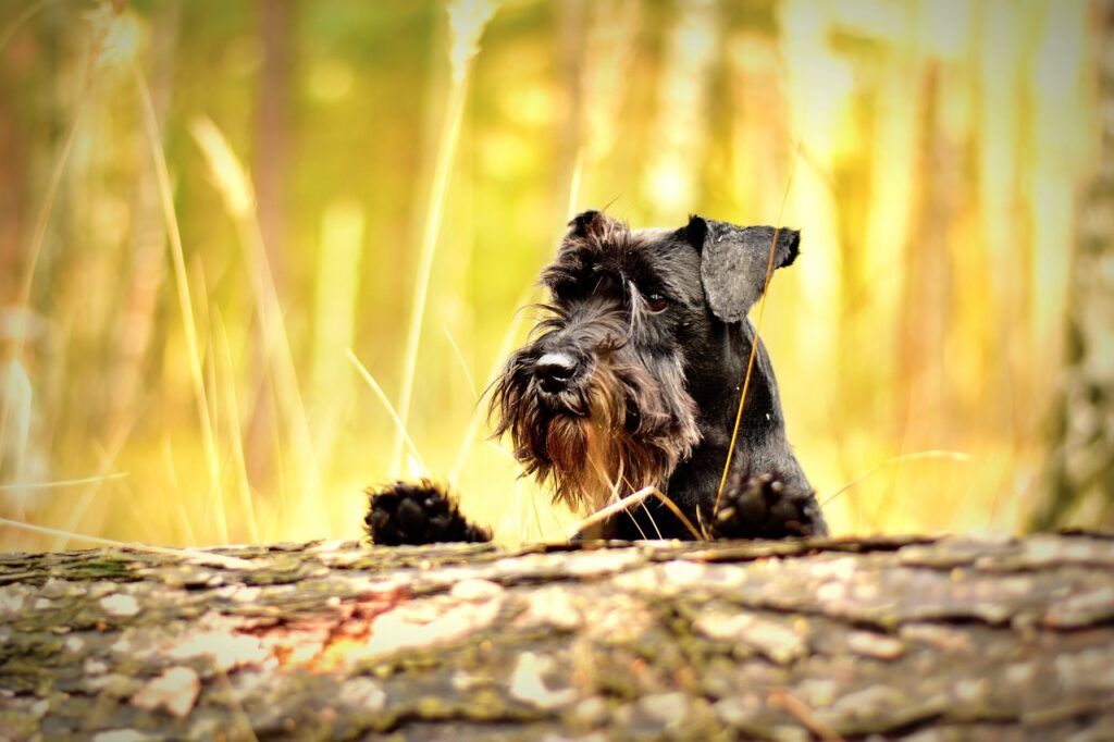 שנאוצר ננסי - Miniature Schnauzer
