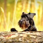 שנאוצר ננסי - Miniature Schnauzer