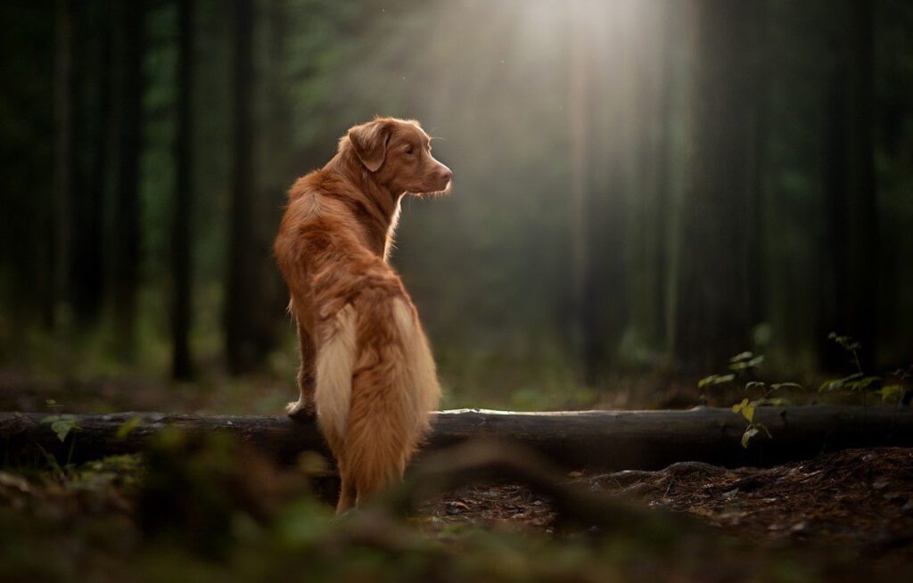נובה סקוטיה דאק טולינג רטריבר - Nova Scotia Duck Tolling Retriever