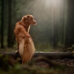 נובה סקוטיה דאק טולינג רטריבר - Nova Scotia Duck Tolling Retriever