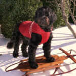 כלב מים פורטוגזי - Portuguese Water Dog