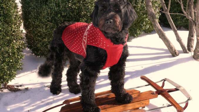 כלב מים פורטוגזי - Portuguese Water Dog כלב מים פורטוגזי - Portuguese Water Dog