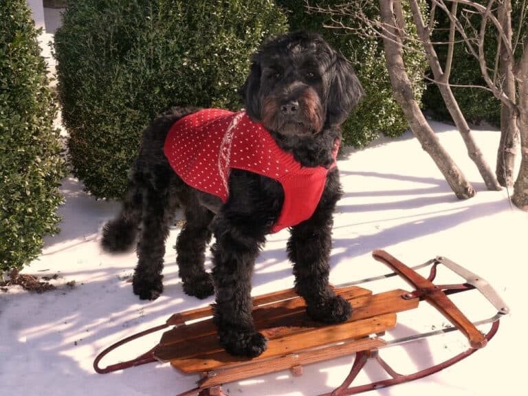 כלב מים פורטוגזי - Portuguese Water Dog
