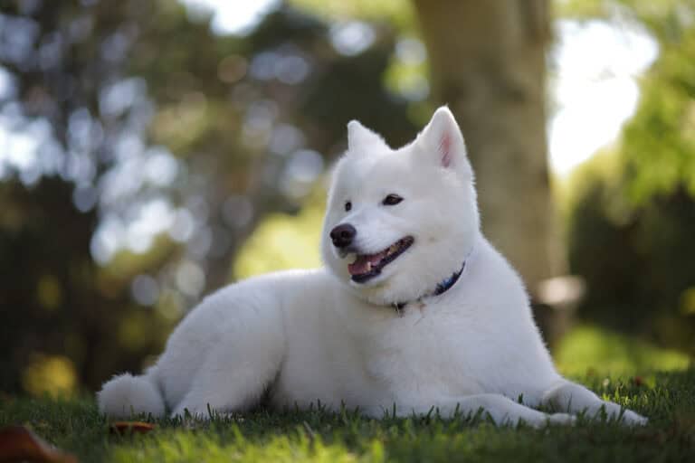 סמויד - Samoyed