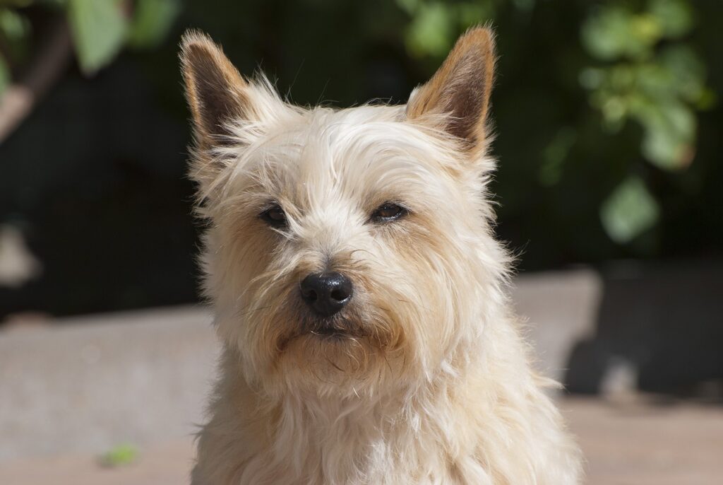 סקוטיש טרייר - Scottish Terrier