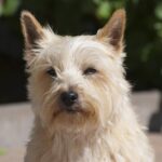 סקוטיש טרייר - Scottish Terrier
