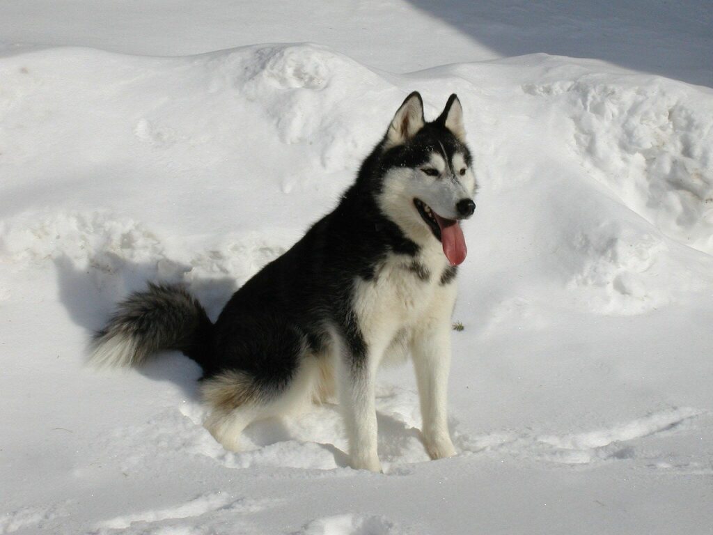 האסקי סיבירי - Siberian Husky