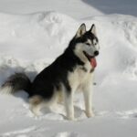 האסקי סיבירי - Siberian Husky