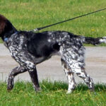 מינסטרלנדר קטן - Small Munsterlander Pointer