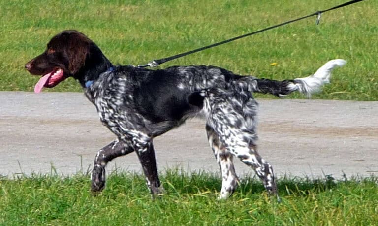 מינסטרלנדר קטן - Small Munsterlander Pointer