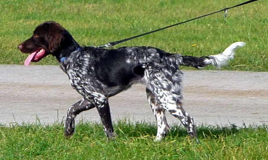 מינסטרלנדר קטן - Small Munsterlander Pointer