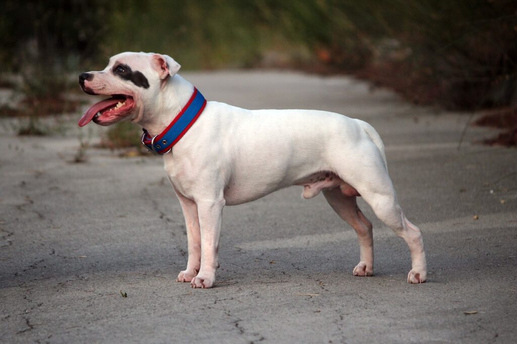 סטפורדשייר בול טרייר - Staffordshire Bull Terrier