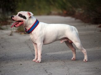סטפורדשייר בול טרייר - Staffordshire Bull Terrier