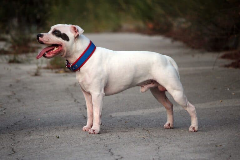 סטפורדשייר בול טרייר - Staffordshire Bull Terrier