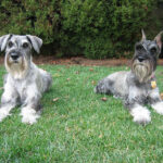 שנאוצר בינוני - Standard Schnauzer