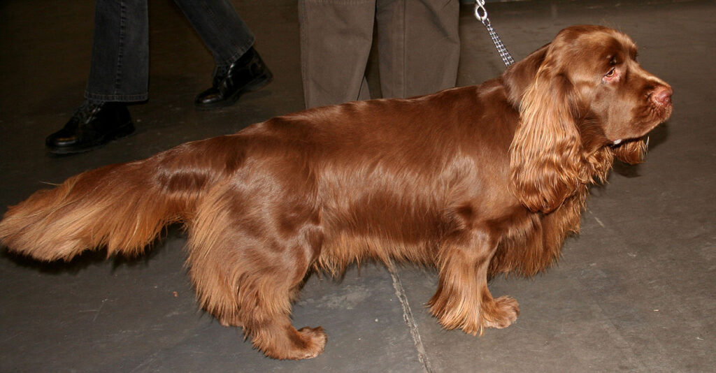 ספניאל סאסקס - Sussex Spaniel