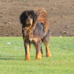 מסטיף טיבטי - Tibetan Mastiff