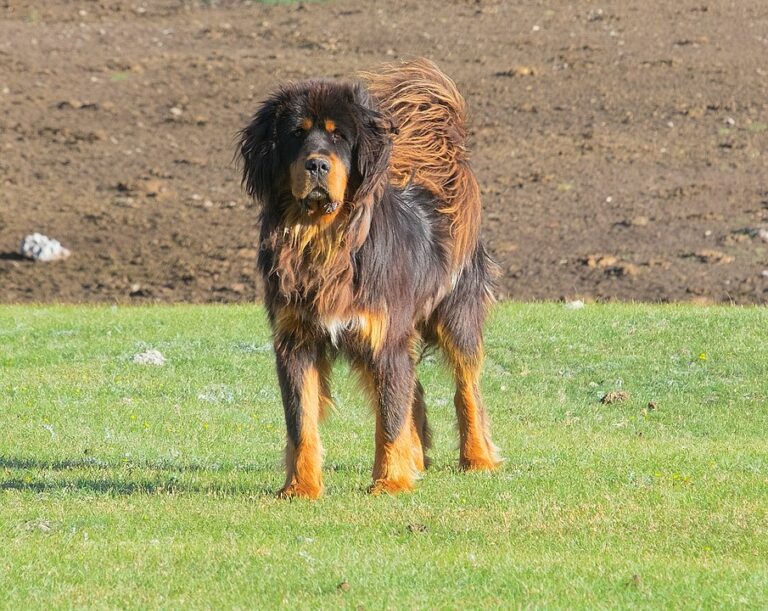 מסטיף טיבטי - Tibetan Mastiff