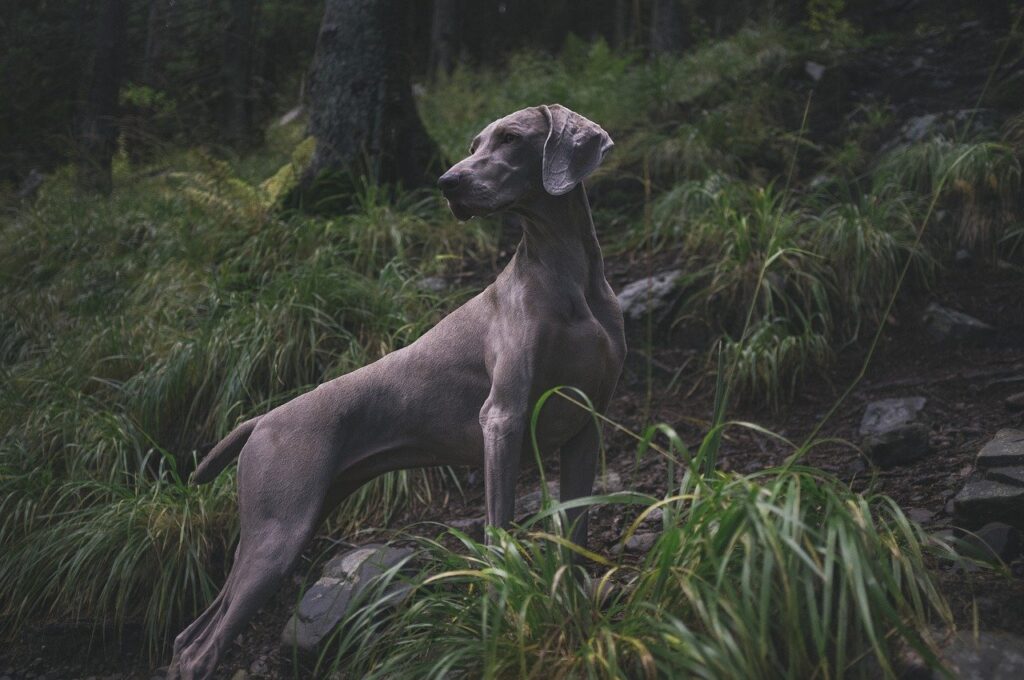 ויימרנר - Weimaraner