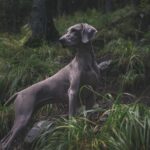 ויימרנר - Weimaraner