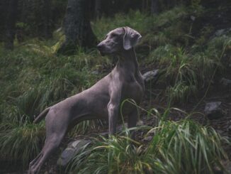 ויימרנר - Weimaraner