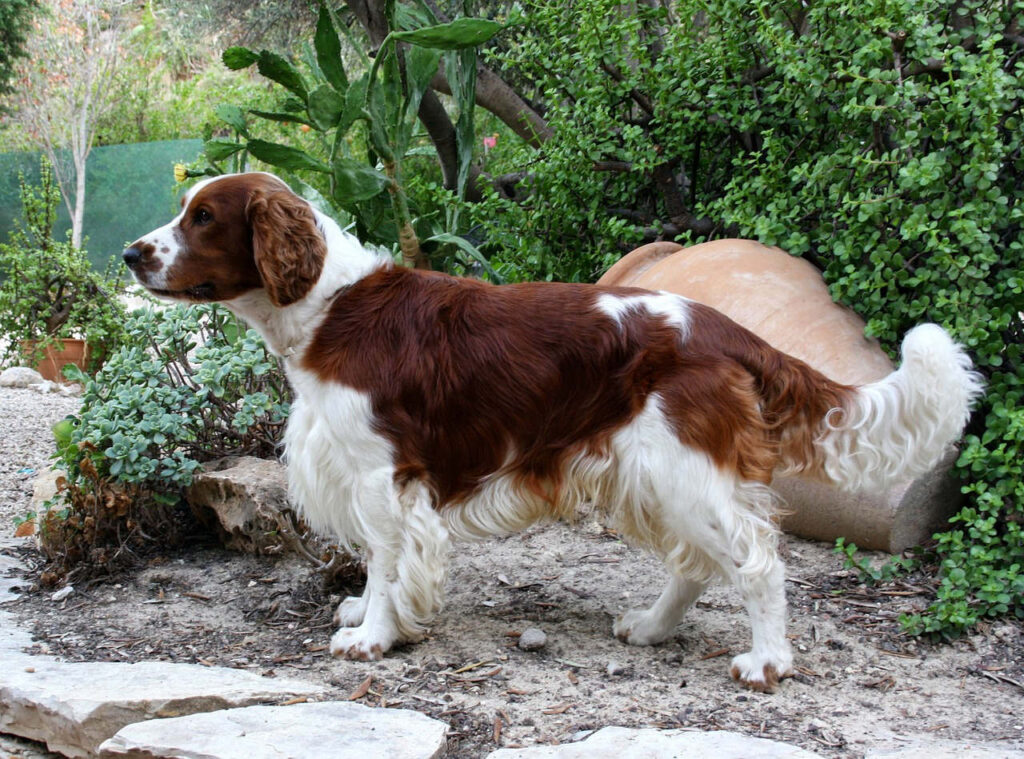 ספרינגר ספניאל וולשי - Welsh Springer Spaniel