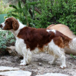ספרינגר ספניאל וולשי - Welsh Springer Spaniel