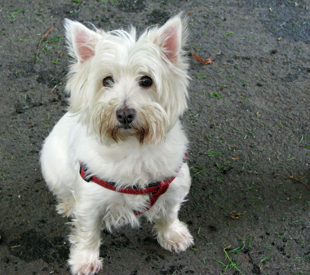 וסט היילנד וייט טרייר - West Highland White Terrier