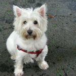 וסט היילנד וייט טרייר - West Highland White Terrier