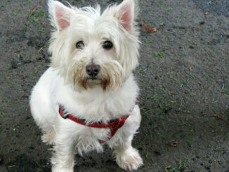וסט היילנד וייט טרייר - West Highland White Terrier