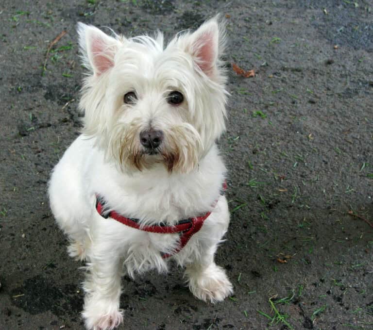 וסט היילנד וייט טרייר - West Highland White Terrier