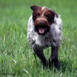 פוינטר גריפון מקורזל שיער - Wirehaired Pointing Griffon