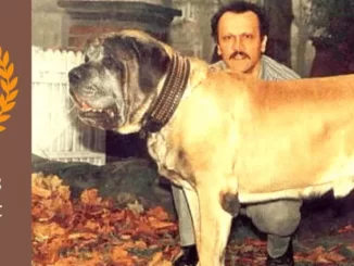 זורבה הכלב הכי גדול בעולם בכל הזמנים