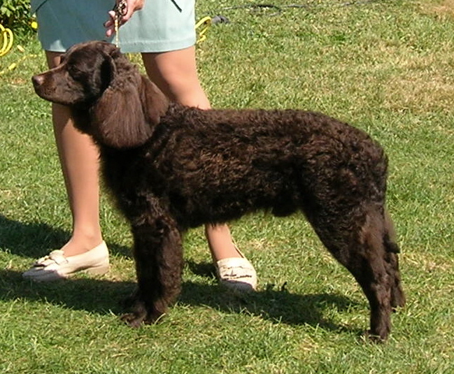 ספניאל מים אמריקאי - American Water Spaniel