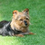 טרייר אוסטרלי - Australian Terrier