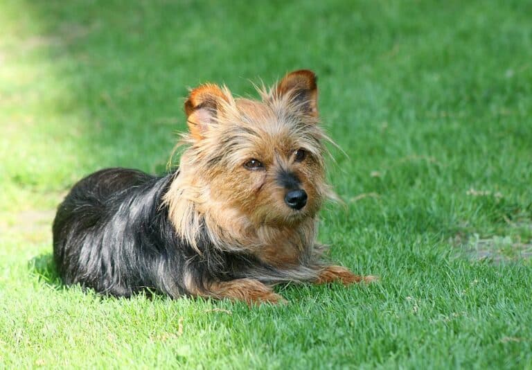 טרייר אוסטרלי - Australian Terrier
