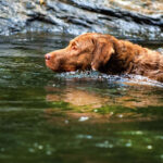 צ'ספיק ביי רטריבר - Chesapeake Bay Retriever