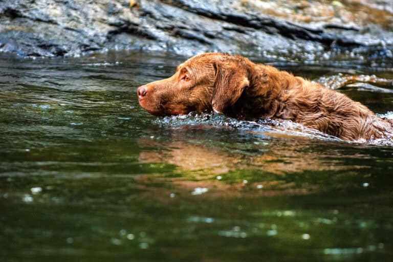 צ'ספיק ביי רטריבר - Chesapeake Bay Retriever