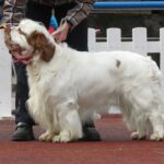 קלמבר ספניאל - Clumber Spaniel