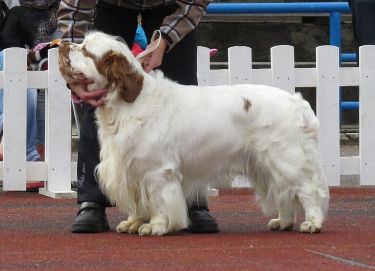קלמבר ספניאל - Clumber Spaniel