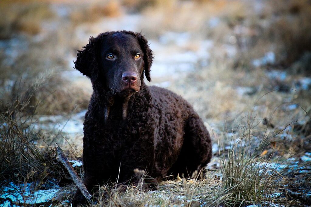 רטריבר מתולתל - Curly-Coated Retriever