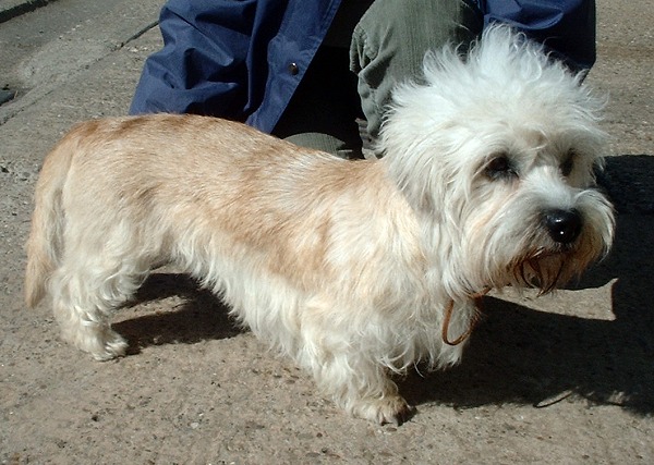 דנדי דינמונט טרייר - Dandie Dinmont Terrier