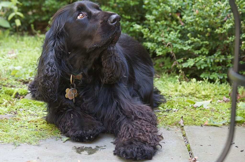 ספניאל שדה - Field Spaniel