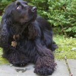 ספניאל שדה - Field Spaniel