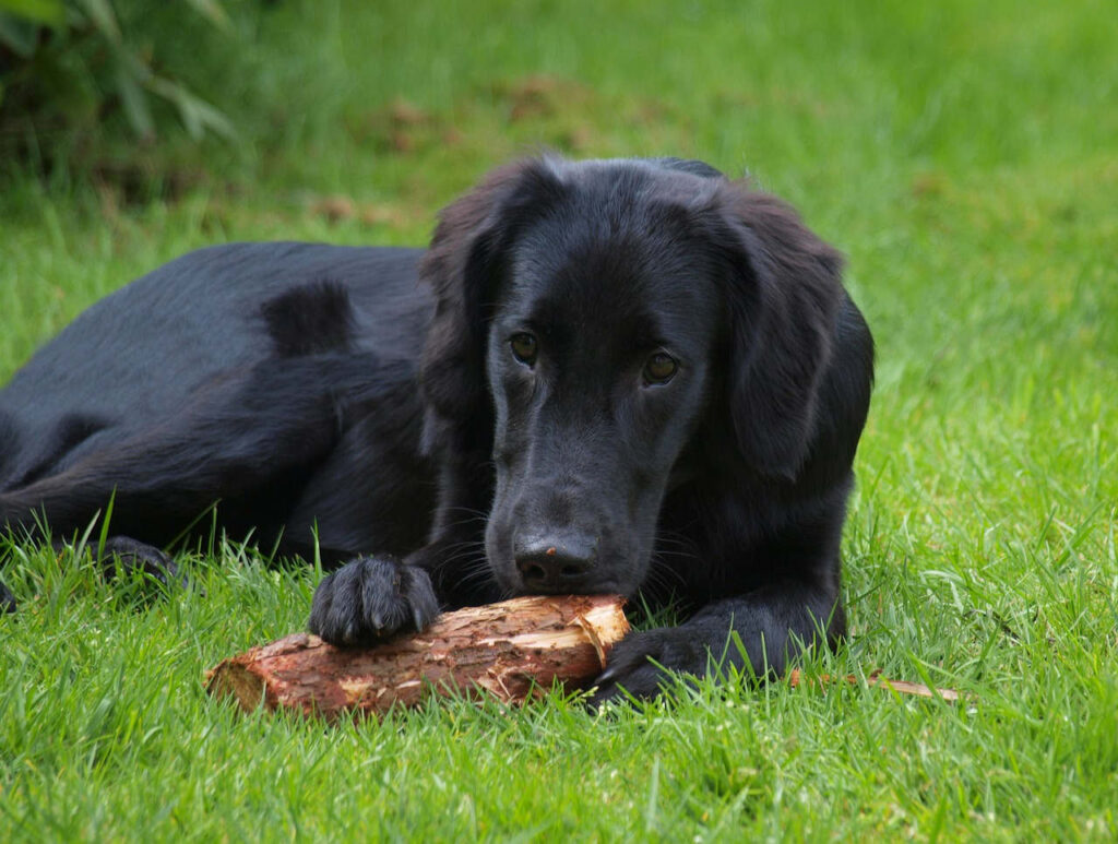 רטריבר חלק-שיער - Flat-Coated Retriever